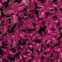 100 Seeds Red Pearl Series Coleus Seeds Vibrant Red Leaves With Rose Red... - $4.38