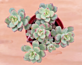 ECHEVERIA TANGO rare succulent exotic hen and chicks plant seed 50 SEEDS - $9.89