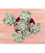 ECHEVERIA TANGO rare succulent exotic hen and chicks plant seed 50 SEEDS - $9.89