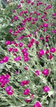 Purplerose Campion Perennial Vibrant Deep Color &amp; Constant Flowering~120 Seeds - £5.15 GBP