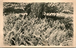 Vtg Postcard 1910 UDB The Fern Beds of Eagles Mere Pennsylvania PA UNP - £10.76 GBP