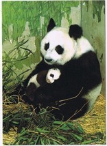 Postcard Giant Panda Mamma With Cub China - £3.98 GBP