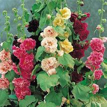 Hollyhock, Pink, RED &amp; Yellow 200 Seeds Heirloom,Beautiful - £4.77 GBP