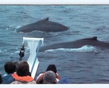 Bossu Baleines à Coté Cpt John &amp; Son Bateau Plymouth Ma Unp Chrome Posta... - $5.08
