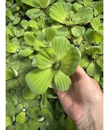 MEMORIAL DAY SPECIAL (40) Water Lettuce Koi Pond Floating Plants Rid Alg... - $79.20