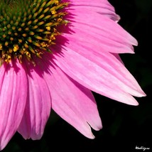 Seeds USA Seller Echinacea Purpurea Ruby Star Seeds - £7.88 GBP