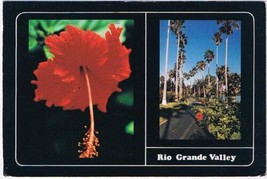 Texas Postcard Rio Grande Valley Giant Palms &amp; Flowers - $2.15