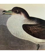 Greater Shearwater Bird 1946 Color Art Print John James Audubon Nature D... - $29.99