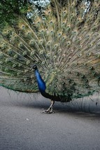Digital Image Picture Photo Pic Wallpaper Background  Peacock Spreading ... - $0.98