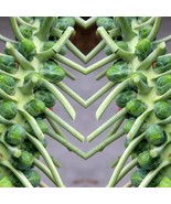 SEPTH Seed Vault Collection Cool Season Crop 30000+ Seeds - $125.37