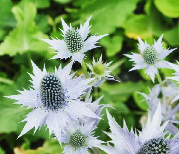 Fresh Alpine Sea Holly Seeds 50 Pack Exotic Plant Seeds Garden - $16.98