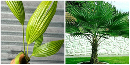Chinese Windmill Palm Live Tree Plant - £62.72 GBP