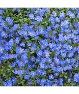 50+ Veronica Creeping Blue Speedwell Perennial Flower Seeds Great Cut Flower - $9.84