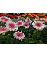 RD 200+ Everglades Gerbera Daisy Seeds for Garden Planting  - $5.15