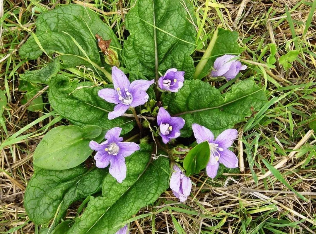 US Seller 10 Seeds The Mandrake Mandragora Officinarum Mandrake Root - $9.99