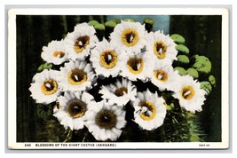 Blossoms of Sahuaro Cactus UNP WB Postcard U29 - $1.93