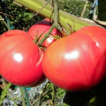 Red Brandywine Tomato Seeds US Seller Fast Shipping - £5.00 GBP