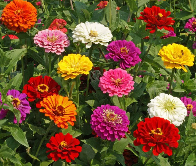 Zinnia California Giants Mix Colorfull Garden 25 Seeds Zinnia elegans - $100.63 MXN