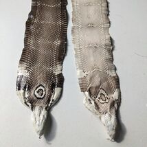 Tanned Head-on Natural Genuine Cobra Snake Skin Snakeskin Leather Single... - $22.77+