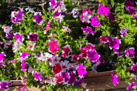 50 seeds Picotee Petunia Multiflora Mixed Colors Bicolor Blue Purple Red Flower - £6.20 GBP