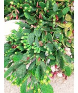 Wholesale lot Winter Hardy Prickly Prickley Pear Cactus Medium flat rate... - £58.75 GBP