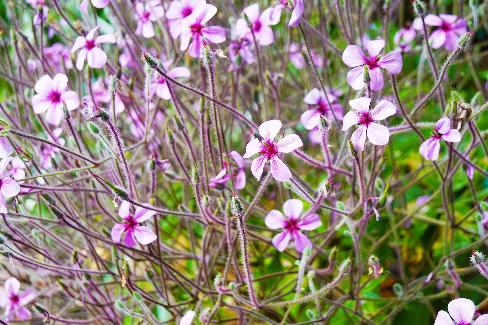 10 WHITE MADEIRA GERANIUM Maderense Cranesbill Giant Herb Robert Pink Ey... - $15.91