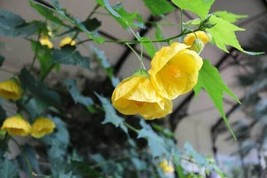 Yellow Abutilon Pictum Flowering Maple 10 Seeds Fresh Garden - £14.09 GBP