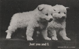 Postcard Just You And I Two Cute White Puppies c1911 J.G. Steele - £3.91 GBP