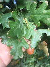 12 Plants Quercus Robur Fastigiata, Columnar Oak 1 year old - £54.28 GBP