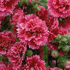 Exotic Alcea rosea Fiesta Time 1,000 seeds - $4,183.01 MXN