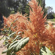 Organic Copperhead Amaranth Gardening Fresh USA SHIPPING - £6.96 GBP