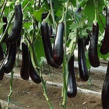50 Chinese Eggplants Seeds Long Purple Vegetable USA - £4.62 GBP