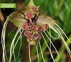 SL 100Pcs Black Tiger Shall Orchid Flowers Scented Perennial Plants Shade Perenn - $4.14