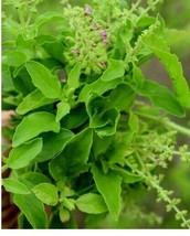 200 Tulsi Seeds Ocimum Tenuiflorum Organic Tulasi Medicinal Holy Basil Herb - £6.94 GBP