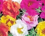 500 Seeds Portulaca Rose Moss Mix Seeds Flower Garden Container Basket W... - $8.99