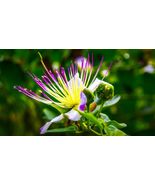 25+ Caper Bush Capparis Spinosa Perennial Seeds - £4.72 GBP