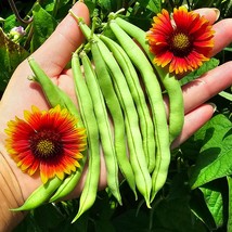 USA Seller Provider Early Bush Green Bean Seeds Vegetable Seeds - £16.07 GBP