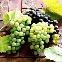 Mixed Grape Vitis Vinifera Vine Delicious Fresh Fruit, 15 seeds, organic grape f - £3.58 GBP