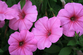 Guashi Store 100 Seeds Pink Petunia Hybrida Pollinator Garden Container Flower - £7.81 GBP
