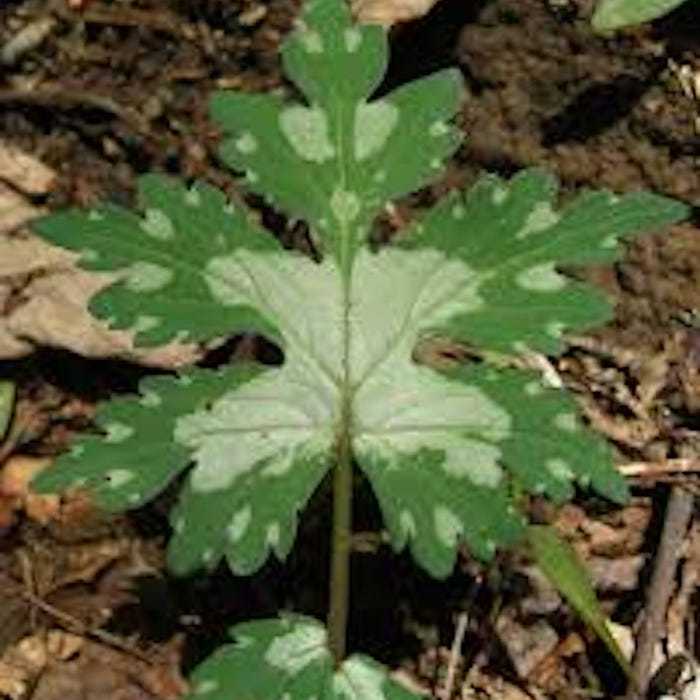 3 Canadian Waterleaf Plant Broad Leaf Hydrophyllum Canadense Native Plan... - $15.98