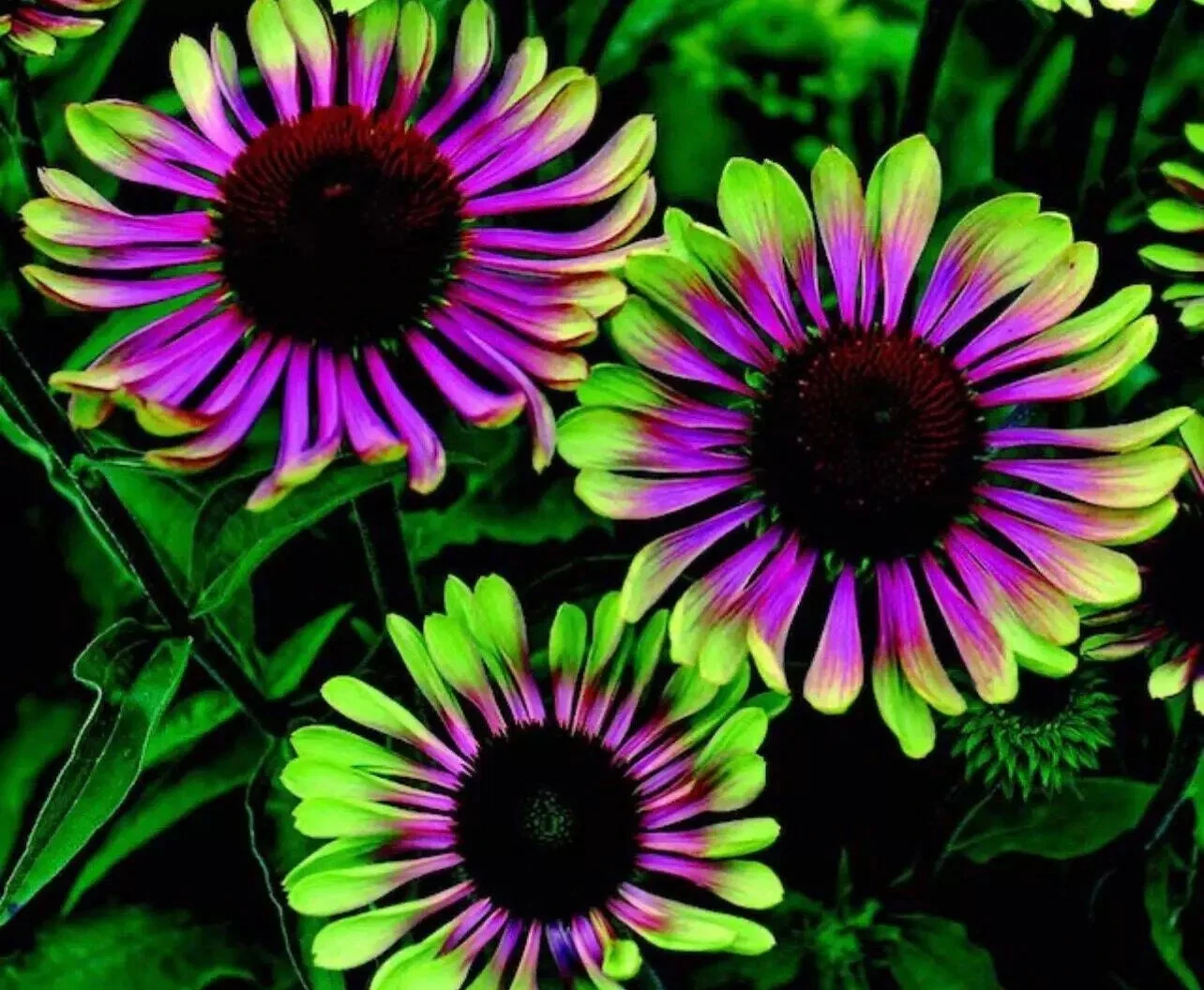 Cone Flowers  Green Twister Purple Garden Flower 20 seeds GMO - $10.04