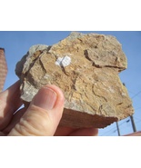 URANIUM ROCK: JURASSIC TODILTO LIMESTONE $11.4 OZ 67L CPM   $42.00 + $12... - $42.00