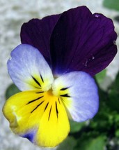 200 Seeds Viola Tricolor Helen Mount Johnny Jump Up Heartsease - £14.11 GBP