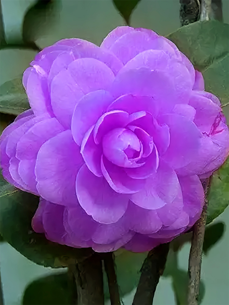 Camellia Purple Garden USA Seller