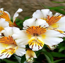 Peruvian Lily Seed Alstroemeria Flower Mix Color Flower Plants New Fresh... - $13.80