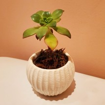 Succulent Planter with Plants, Aeonium Kiwi Plant, White Succulent Pot Ceramic