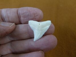 s930-73-48 Modern BULL SHARK upper 7/8" t**th wired pendant necklace sharks - $14.99