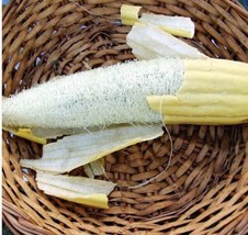 USA Non GMO 20 Seeds Luffa Gourd Heirloom Culinary Climbing Trellis Garden Spong - £7.06 GBP