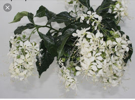 PATB Rare Clerodendrum Wallichii Bridal Veil Starter Plant - Stunning Wh... - $29.80