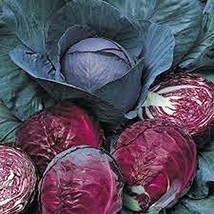 Cabbage, Red Acre Seeds, Organic, Non-GMO, 50+ Seeds per Package,This Hardy, Hea - £3.93 GBP
